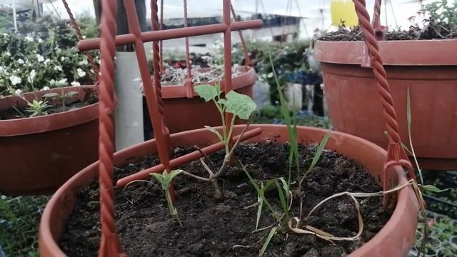 Продолжаем эксперимент (март) : ТУНБЕРГИЯ в теплице зима-весна? смотреть онлайн