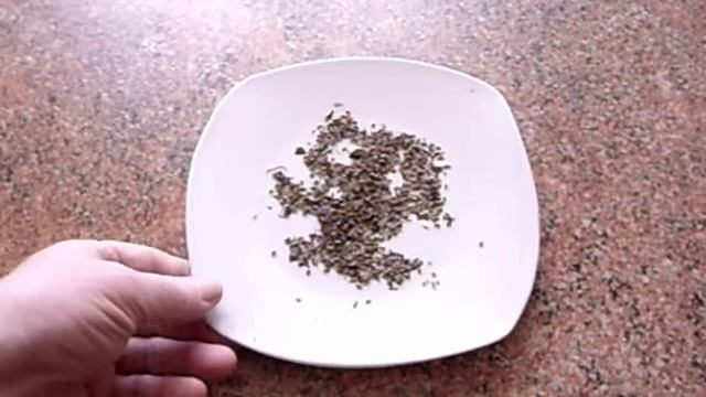 Размножение рео семенами. Комнатные растения. смотреть онлайн