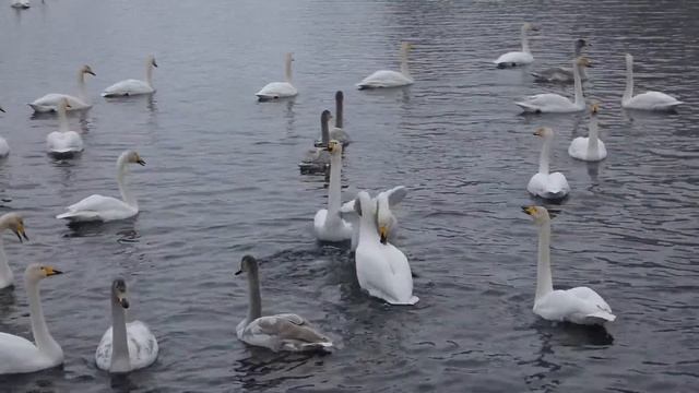 Зимовка лебедей на незамерзающем озере в Алтайском крае смотреть онлайн