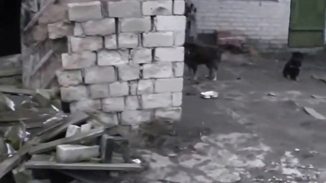 щенки овчарки смотреть онлайн