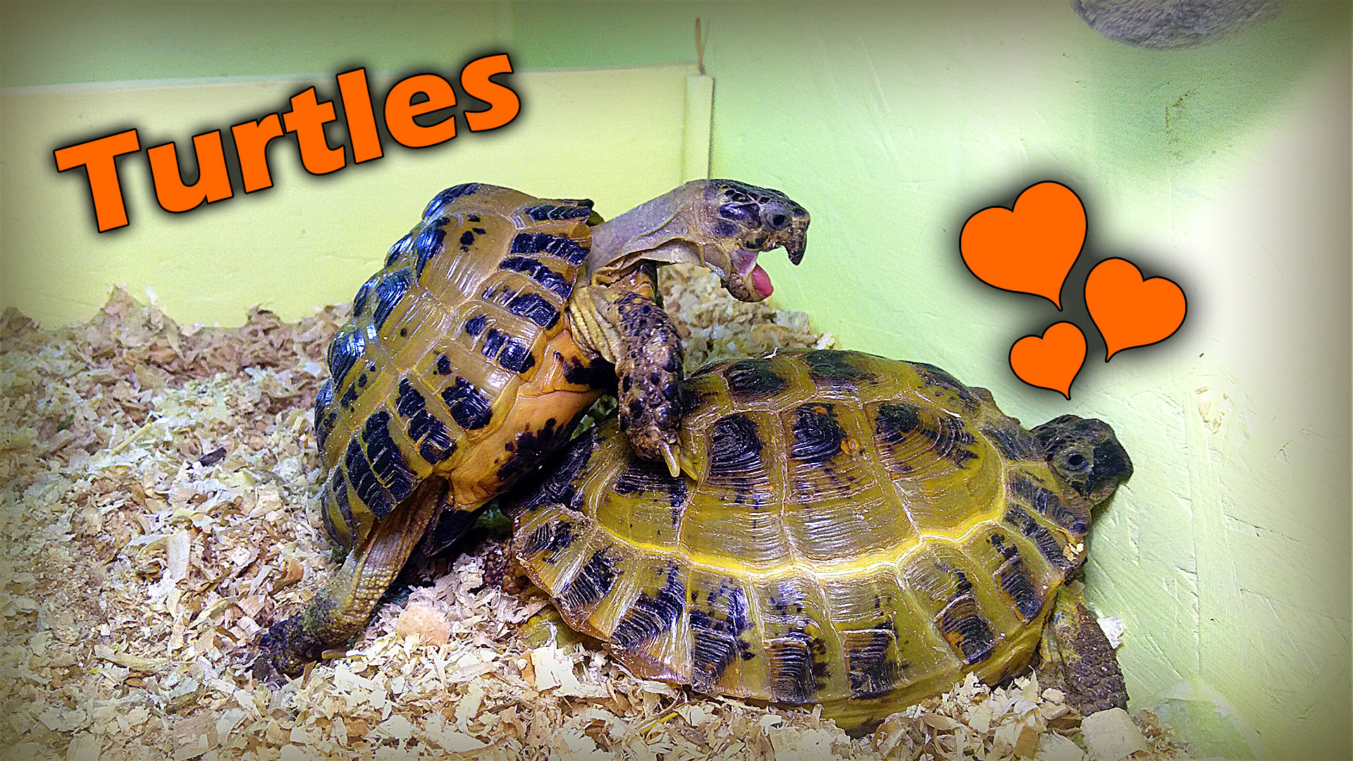 Черепахи спариваются. ЗВУК!
