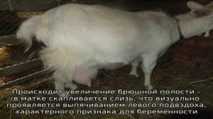 Почему коза перехаживает срок окота?