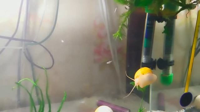 Как выросли мальки пецилий смотреть онлайн