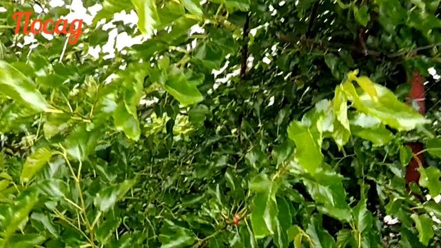 Шелковица в Подмосковье. Особенности выращивания.