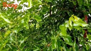 Шелковица в Подмосковье. Особенности выращивания.