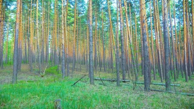 Странное дерево, висящее в воздухе смотреть онлайн