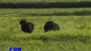 Фламандский волопас