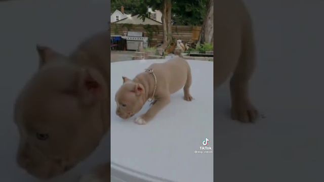 рост собак смотреть онлайн