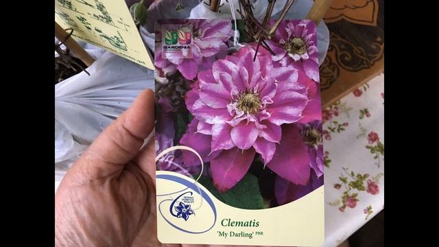 Новые клематисы! Названия сортов махровых клематисов! Я в восторге!