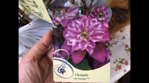 Новые клематисы! Названия сортов махровых клематисов! Я в восторге!