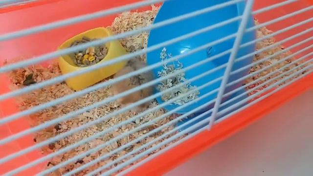 КАКОЙ У МЕНЯ ХОМЯК? КЭМПБЕЛЛА ИЛИ ДЖУНГАРСКИЙ? ВЛОГ ХОМЯКА ? Как отличить джунгарика от Кэмпбелла? смотреть онлайн