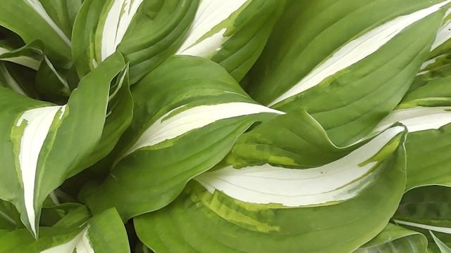 Хоста Mediovariegata смотреть онлайн