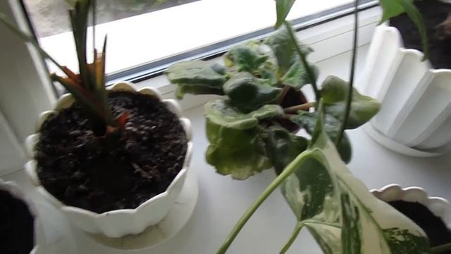 Посадки-пересадки и мои новые зеленые друзья