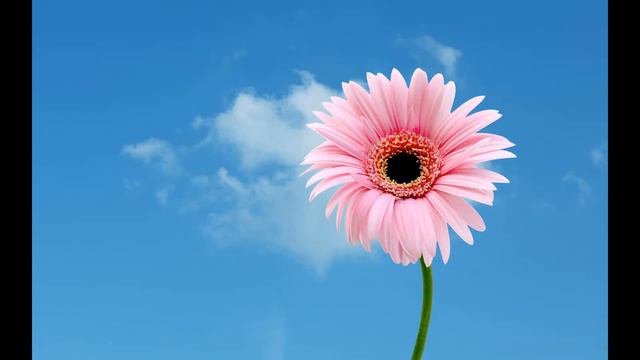 С ДНЕМ МАТЕРИ ВСЕХ МАМАМ НА СВЕТЕ :) смотреть онлайн