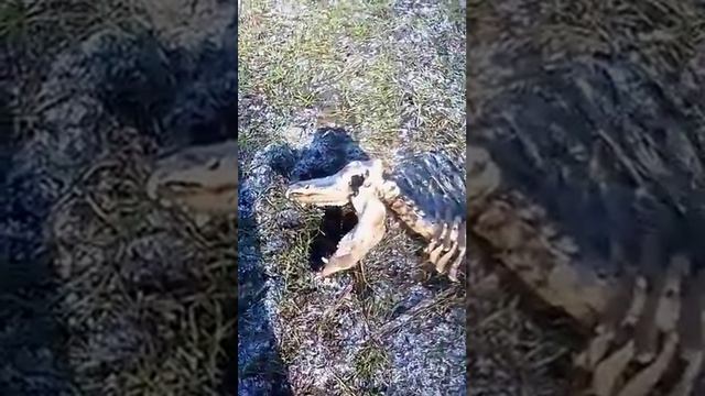 Что за животное кто знает? смотреть онлайн