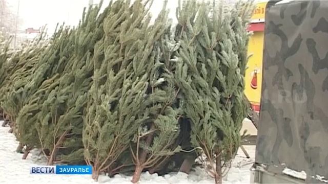 Курганцы предпочитают покупать живые ели и сосны смотреть онлайн
