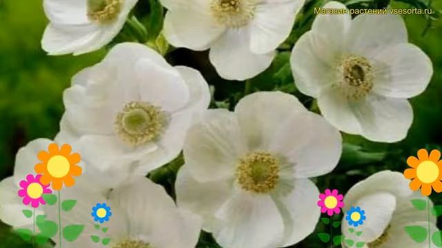Анемона японская Зе Бриде. Краткий обзор, описание характеристик anemone japonica The Bride смотреть онлайн