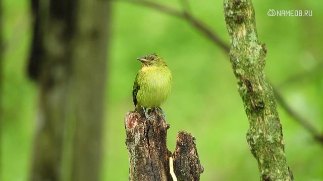 Как воспитать ребенка добрым, послушным и вежливым: пять простых условий смотреть онлайн