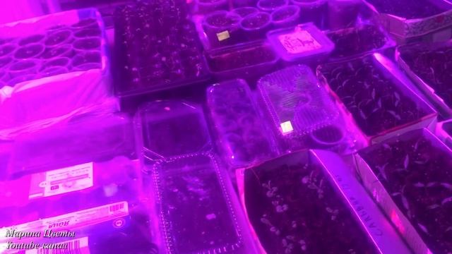 Линейная лампа FULL . Минифермер .Подготовка к плодоношению и цветению. Подсветка рассады смотреть онлайн