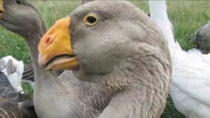 Разведение Тульских гусей как бизнес идея | Тульские гуси