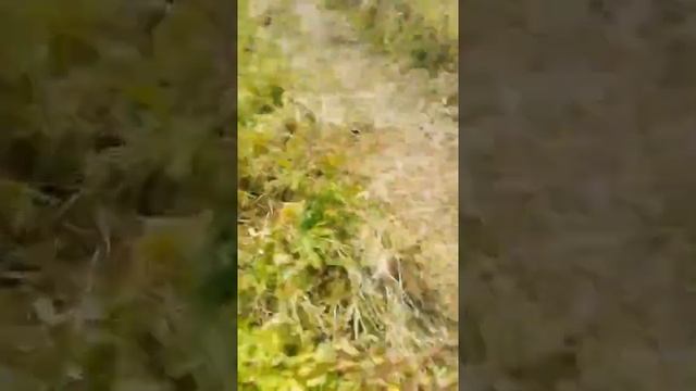 Вступила в ГОВНО?к деньгам?НЕТ ПРОСТО ВЗЯЛА И ВСТУПИЛА В ДЕРЬМО смотреть онлайн