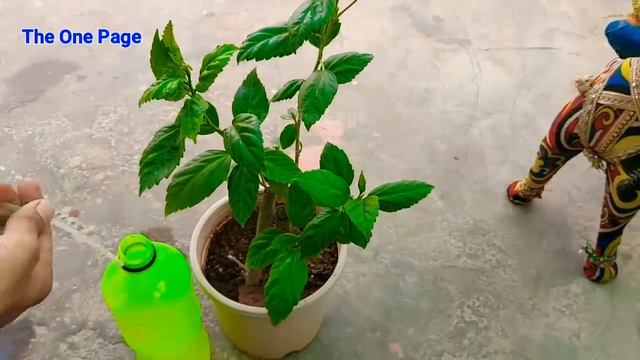 My Simple Top 3 secret solution of mealybugs treatment, Hibiscus plants care смотреть онлайн