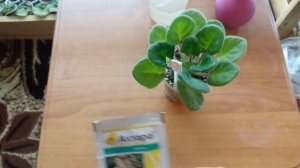 Как избавиться от мучнистого червеца на фиалках