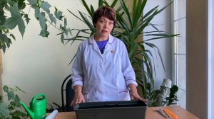 Выращиваем лук-шалот из семян. Школа продвинутого садовода