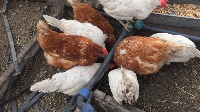 Куры в теплице зимой. Куры несушки зимой. Проблемы содержания - куры зимой. смотреть онлайн