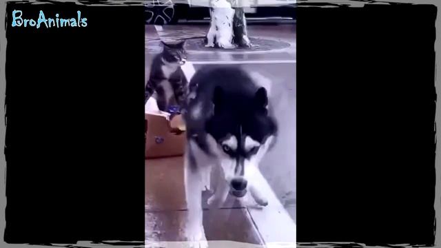 СВИНЬЯ УКУСИЛА ДЕВУШКУ ? Смешные Животные 2020 ? 5 МИНУТ СМЕХА ДО СЛЁЗ #712 смотреть онлайн