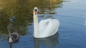 Лебедь шипит на собаку!