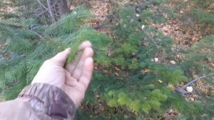 Как отличить ель от пихты в лесу. Небольшой обзор.