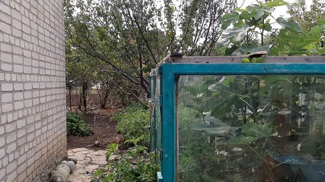 Дача,???Собираем виноград. смотреть онлайн