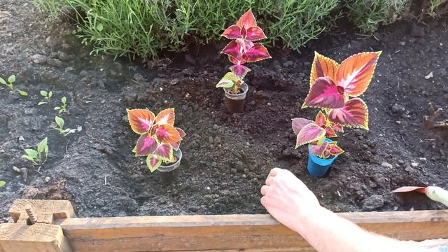 Колеус – посадка и уход в открытом грунте и домашних условиях