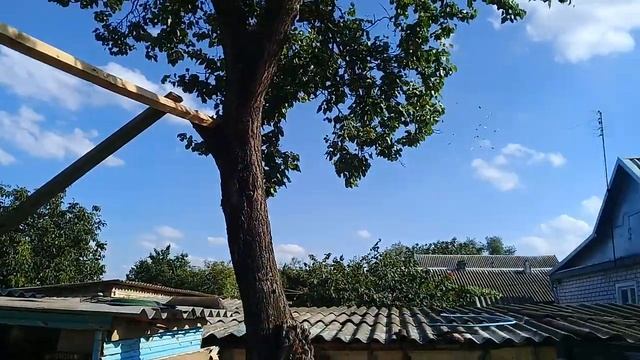 Голуби . Г Ставрополь с донское  труновсого района