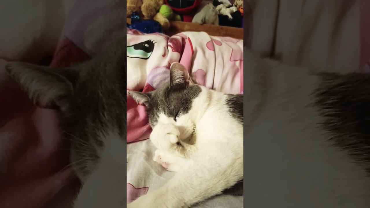 Вкус к жизни, лежа на диване.#кот #мурзик #питомец #лайк #котики #приколы #диван #отдых смотреть онлайн