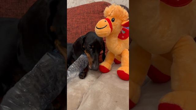 Бутылка или игрушка? 😂 Такса Ева-Королева. Такса лучшая собака смотреть онлайн