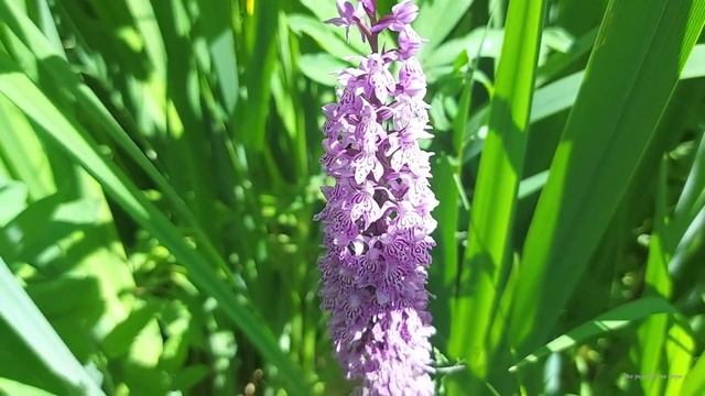 Лесная орхидея, вы видели такое чудо? смотреть онлайн