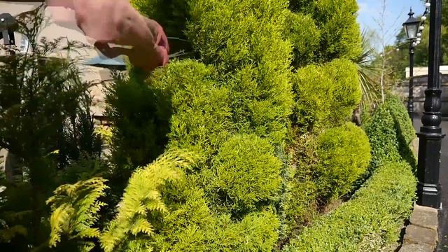 How to cloud prune - part 1 - inspired by Jake Hobson and Niwaki techniques смотреть онлайн