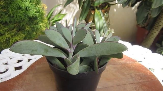 #Suculentadodia! | Senecio Crassissimus