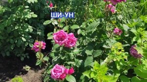 Прогулка по саду. ГОРТЕНЗИИ, КЛЕМАТИСЫ, РОЗЫ.