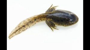 Развитие лягушки