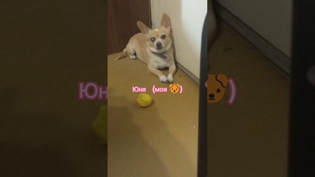 Джесси собака соседа против Юня моя собака