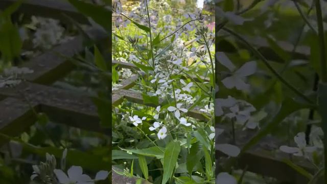 Harvesting Sweet Rocket смотреть онлайн
