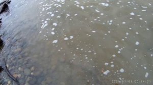 Ловля налима весной на закидушки на реке Бия.