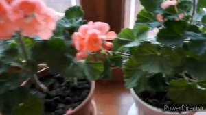 Мои комнатные растения //Как добиться пышного цветения #герани #пеларгонии //Советы по уходу.