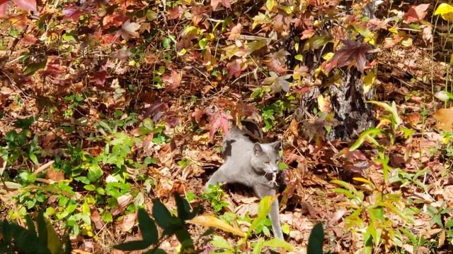 Наш серый поймал кого-то себе на обед. :) смотреть онлайн