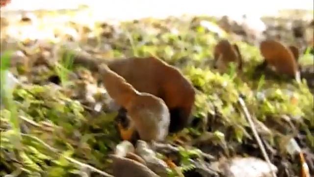 Chřapáč obecný Helvella acetabulum смотреть онлайн