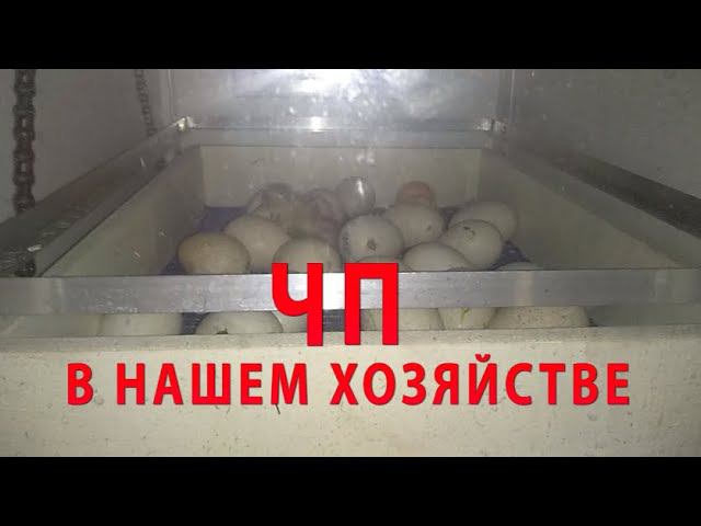 ОТКЛЮЧИЛИ СВЕТ (( ВЫВОД В ИНКУБАТОРЕ смотреть онлайн