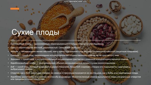 6 класс Плоды и семена Плоды Классификация плодов Распространение плодов Строение семян смотреть онлайн